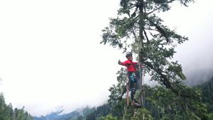 发现第一高树，几十斤重树枝连续掉下来险些要命