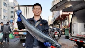 青岛每次捕获的100多斤的大鲅鱼，为什么总是被神秘人买走？