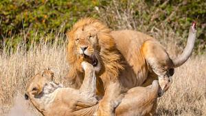 狮子的难言之隐：为啥雄狮与雌狮交配后，会发生短暂的打斗行为？