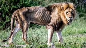 只能看见饿死的狮子，不见饿死的老虎？顶级猎食者晚年有何不同？
