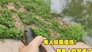 值钱？四川钓友在“臭水河”钓到罕见雷龙鱼，钓友：带回去吃了