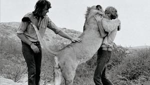 两名男子在非洲和领养的狮子重逢，其背后的故事，更令人动容