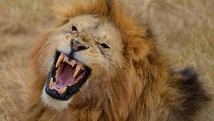 将一头成年雄狮的牙齿和爪子拔掉，它还能杀死人吗？为什么？