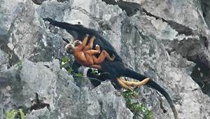 广西悬崖上生活着神秘猴子，全球仅有1400只，曾被当地人剥皮泡酒