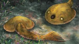 远古发现|尾巴上有九个分叉，4.1亿年前这种鱼为何游得快？
