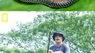 让大家见识一下世界上最牛的蛇——飞蛇