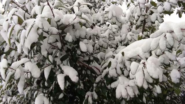 大雪纷飞，38岁女子露宿在村外的野地，说她已经出来3个月了