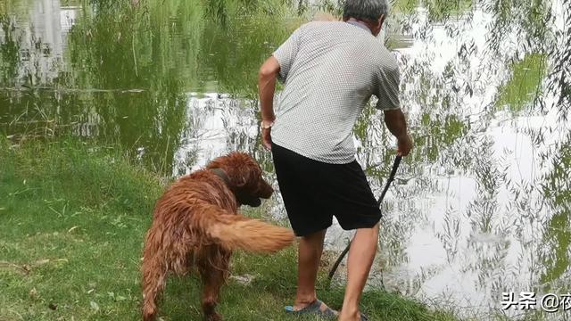 #金毛犬的饲养方法#
        直接进入主题：
1，金毛犬幼崽不需要太
