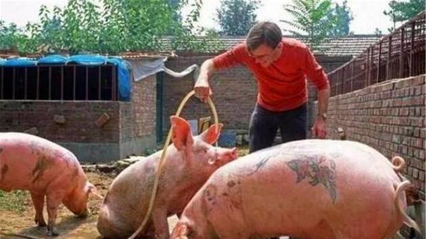 他给活猪纹身，一张猪皮卖70多万，香奈儿高价买走制成限量版包包