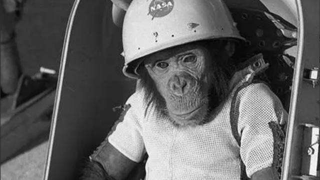 1961年，美国送一只黑猩猩进太空，返回地球后逐渐发现种种不对劲