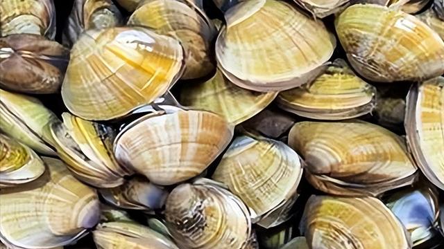 蛤蜊、毛蚶、蛏子、蚬子这几种海鲜，到底有啥区别？答案来了