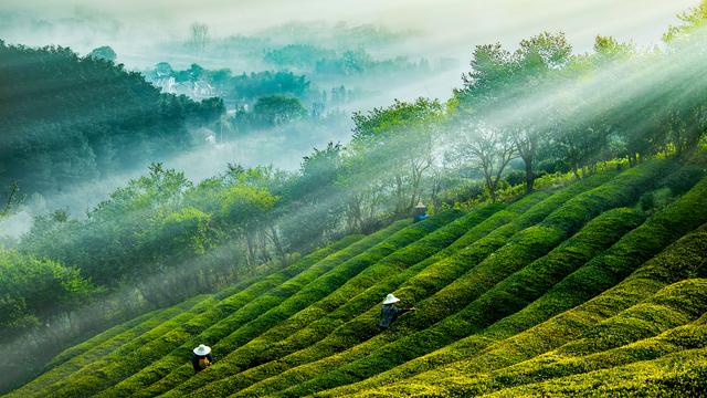 这个中国茶业第一县，产出的茶到底有多干净？