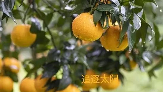 活成一棵树，不做一根藤