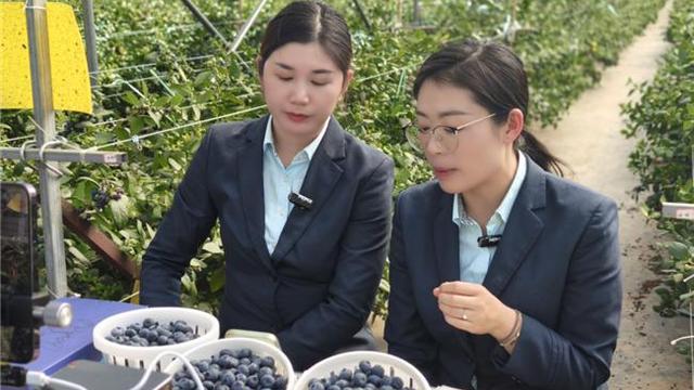 云南蓝莓“坐上”快递专列出滇