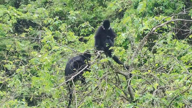 世界地球日，麻阳河保护区共绘黑叶猴生态保护绿卷