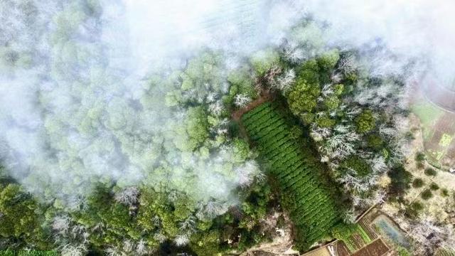 ​一位90后茶二代以“数字沸水”沏出望海新茶