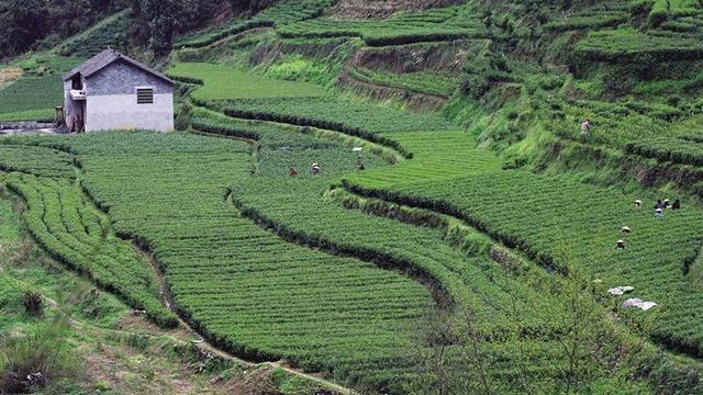向世进丨保靖黄金茶一段不应湮灭的历史