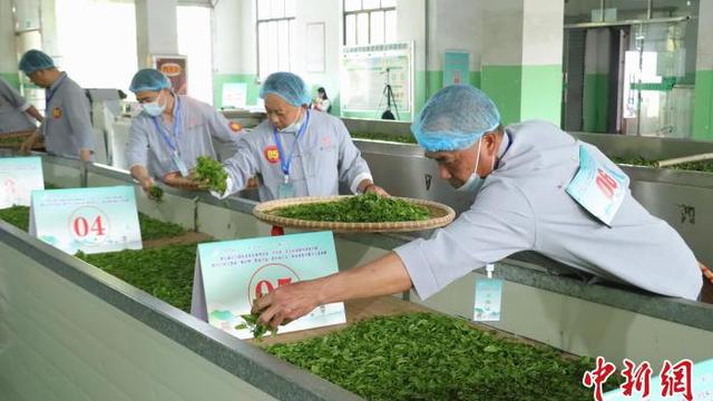 江西修水：制茶匠人齐聚 斗茶技赛茶香