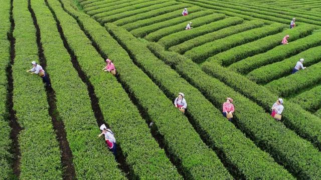 山货变潮货！看江口抹茶的72变