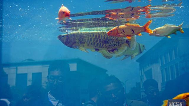 智能软体仿生观赏鱼“金鳞”亮相上海海洋大学