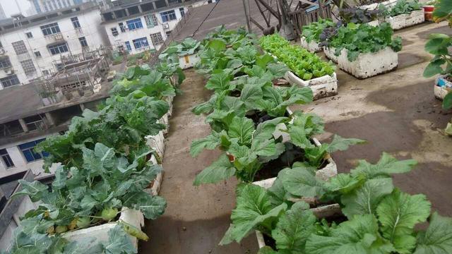 冬天吃什么菜好，冬天吃什么菜最好（下雪天冻不死）