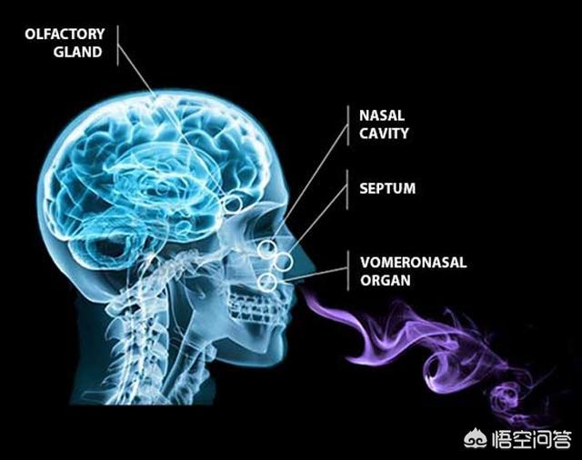 Pheromones费洛蒙网名，Pheromones费洛蒙微信昵称（为什么有些女生会有“体香”）