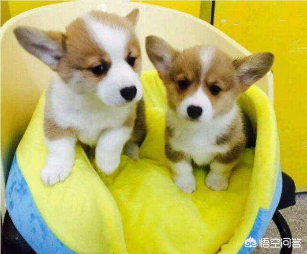 柯基犬价格那么高,值得入手吗?有什么优缺点? - 360生活宝典