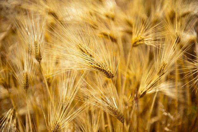 稻谷是大米还是小米，水稻是大米还是小米（中国历史上的五谷到底指的是哪五种粮食作物）