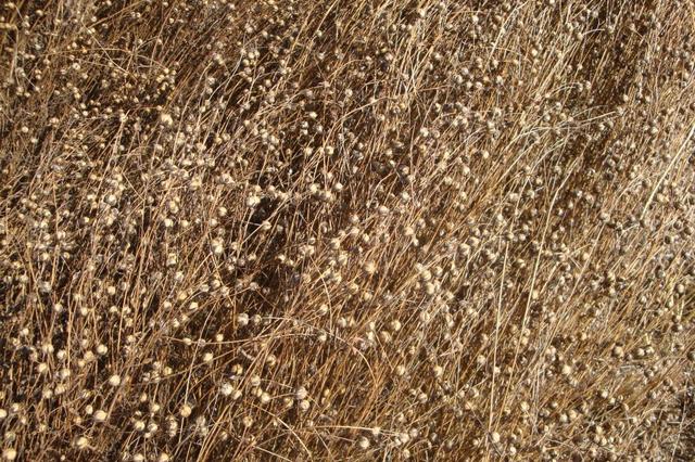 稻谷是大米还是小米，水稻是大米还是小米（中国历史上的五谷到底指的是哪五种粮食作物）