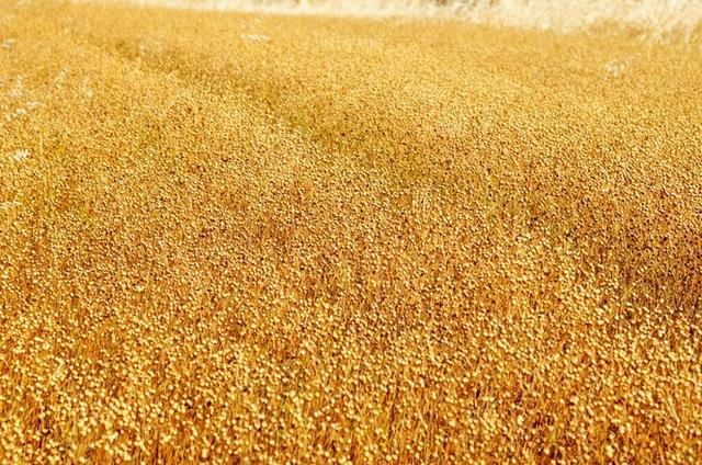 稻谷是大米还是小米，水稻是大米还是小米（中国历史上的五谷到底指的是哪五种粮食作物）