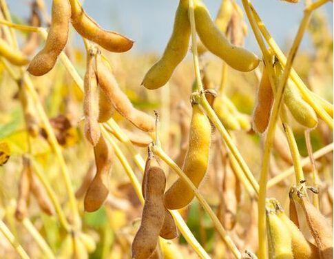 稻谷是大米还是小米，水稻是大米还是小米（中国历史上的五谷到底指的是哪五种粮食作物）