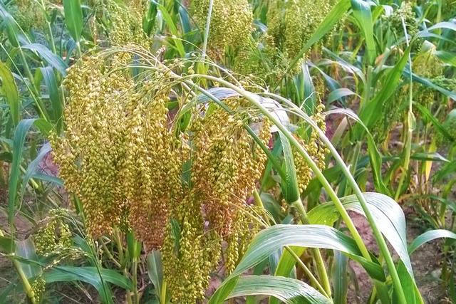 稻谷是大米还是小米，水稻是大米还是小米（中国历史上的五谷到底指的是哪五种粮食作物）