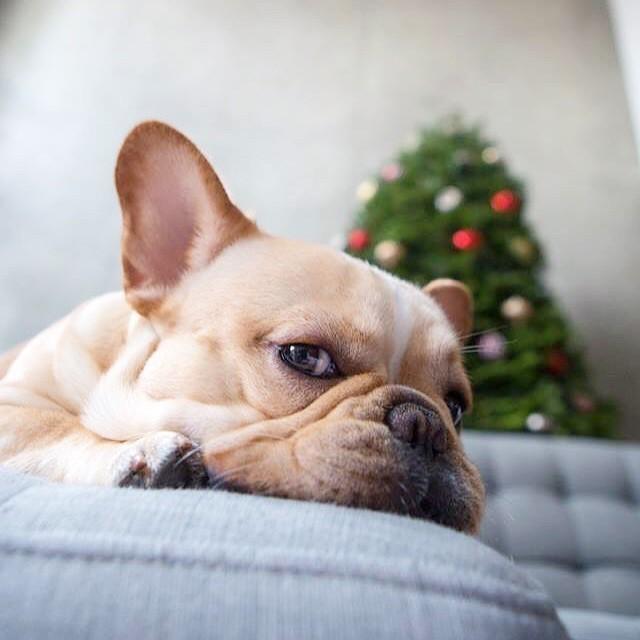 花体字怎么写，英文花体字怎么写（Christmas花体教程）