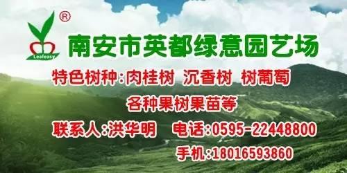 全冠香樟是什么意思，丛生全冠香樟（全冠香樟种植技术）