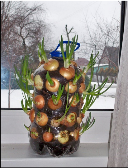 2,7种蔬菜根,泡一泡水,长出小盆景,掐着叶子吃,又嫩又营养