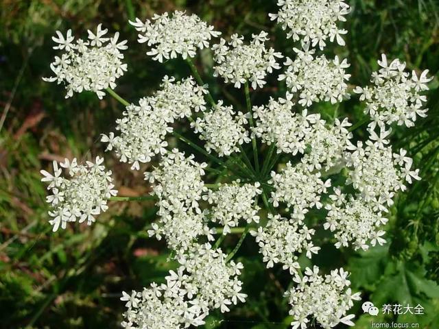 金银花又叫什么，金银花的别名叫什么（这7种被你踩在脚下的野草）