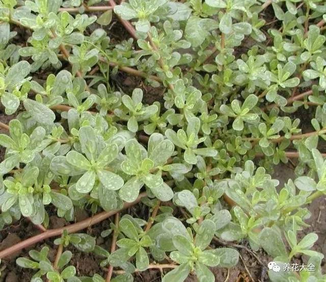 金银花又叫什么，金银花的别名叫什么（这7种被你踩在脚下的野草）