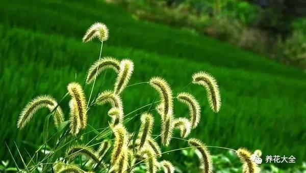 金银花又叫什么，金银花的别名叫什么（这7种被你踩在脚下的野草）