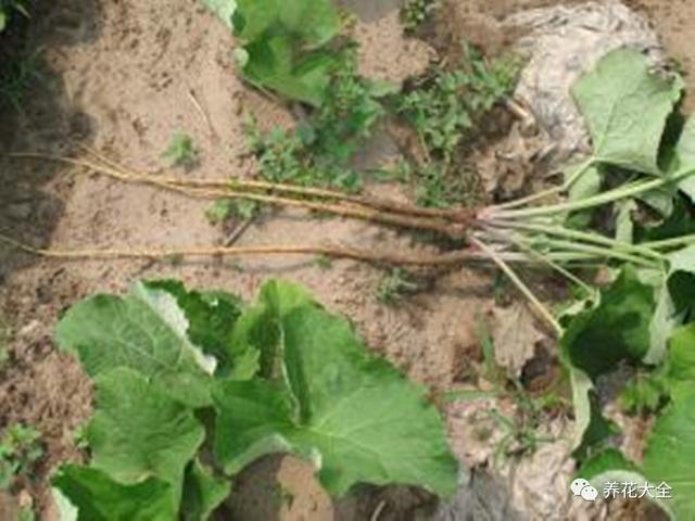 金银花又叫什么，金银花的别名叫什么（这7种被你踩在脚下的野草）