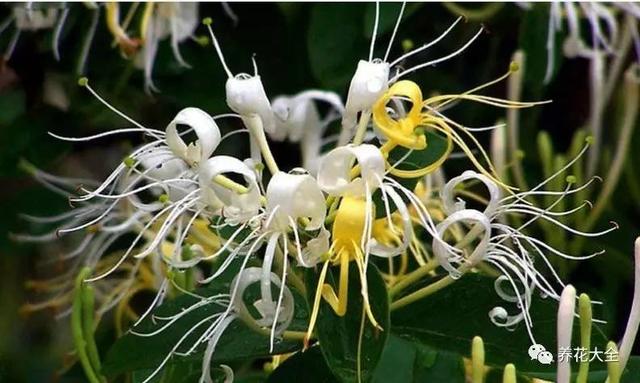 金银花又叫什么，金银花的别名叫什么（这7种被你踩在脚下的野草）