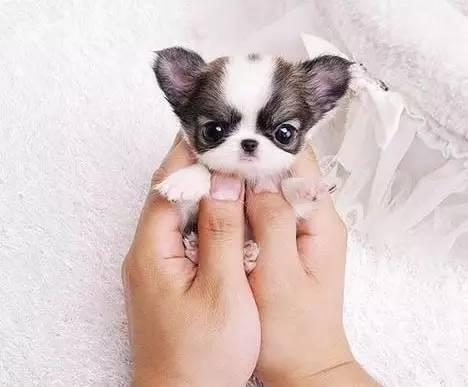 茶杯犬为什么不能养(宠物医生揭秘茶杯犬背后的可怕真