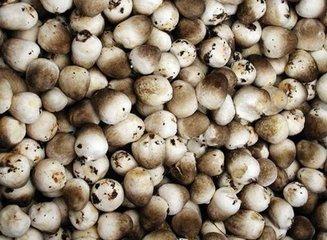 食用菌种植技术，食用菌种植技术培训（食用菌种植技术大普及）