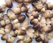 食用菌种植技术，食用菌种植技术培训（食用菌种植技术大普及）