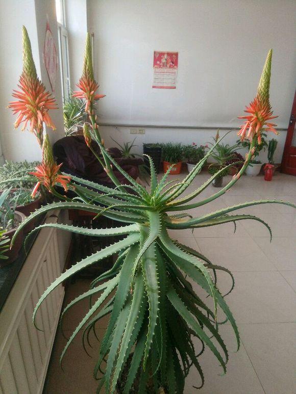 铁树开花的寓意和象征意义，铁树开花寓意和象征意义是什么（老人常说“7树开花）