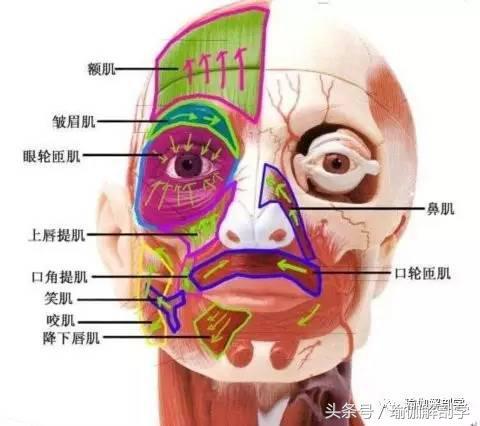 皱眉肌怎么放松，怎样放松皱眉肌（你的面部表情，动了哪些肌肉）