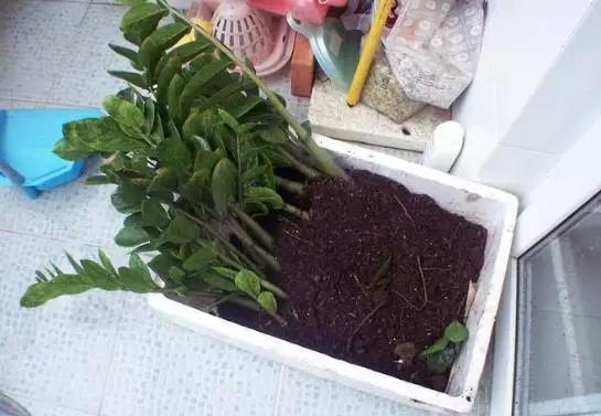 雪铁芋叶黄怎么办，雪铁芋黄叶什么原因（为什么别人的金钱树枝繁叶茂）