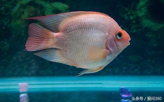 甲鱼死了还能吃吗，甲鱼怎么吃最好（中老年人吃了会中毒）