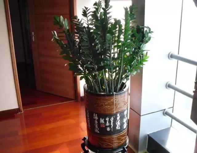 雪铁芋叶黄怎么办，雪铁芋黄叶什么原因（为什么别人的金钱树枝繁叶茂）