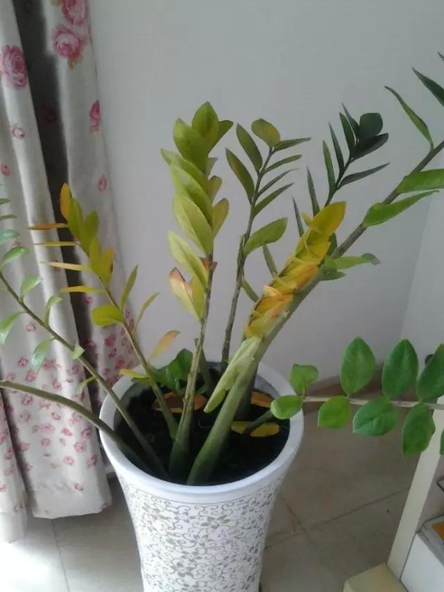 雪铁芋叶黄怎么办，雪铁芋黄叶什么原因（为什么别人的金钱树枝繁叶茂）