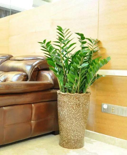 雪铁芋叶黄怎么办，雪铁芋黄叶什么原因（为什么别人的金钱树枝繁叶茂）